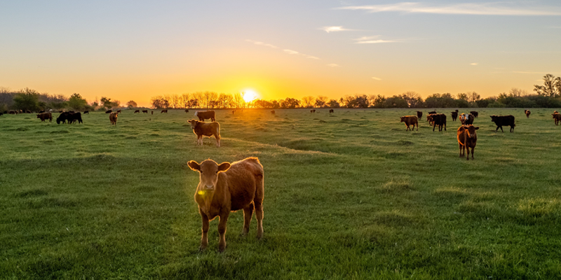 Five Key Considerations When Choosing a Bank for Your Agribusiness