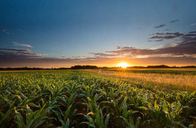 crops with sunset in the background