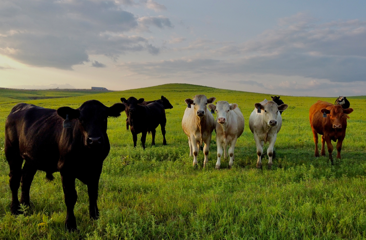 field with cattle